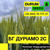 Насіння пшениці. BG Duriamo 2S / БГ Дуріамо 2С (пшениця тверда)