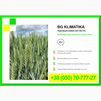 Насіння пшениці BG KLIMATIKA - Пшениця озима (остиста)