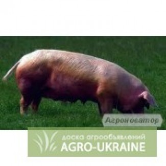 Продам свиней живым весом 120-140 кг