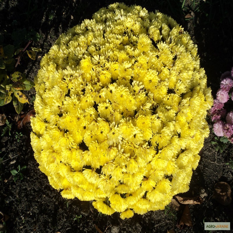 Фото 2. Срочно продам шаровидные хризантемы