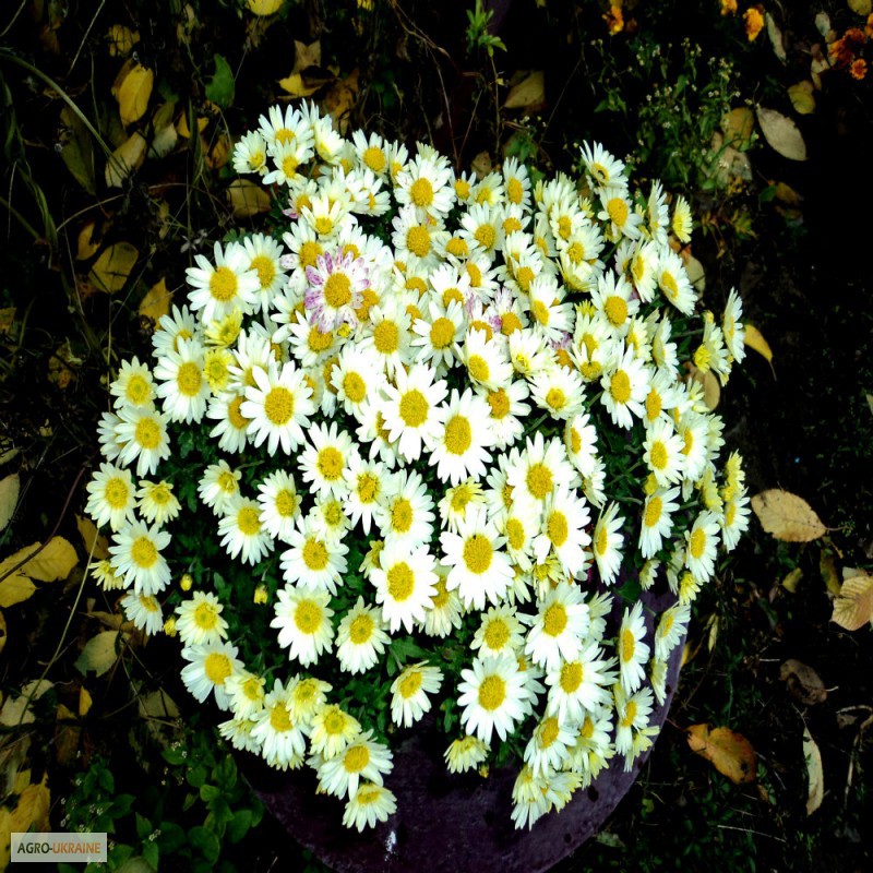 Фото 4. Срочно продам шаровидные хризантемы