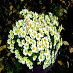 Срочно продам шаровидные хризантемы