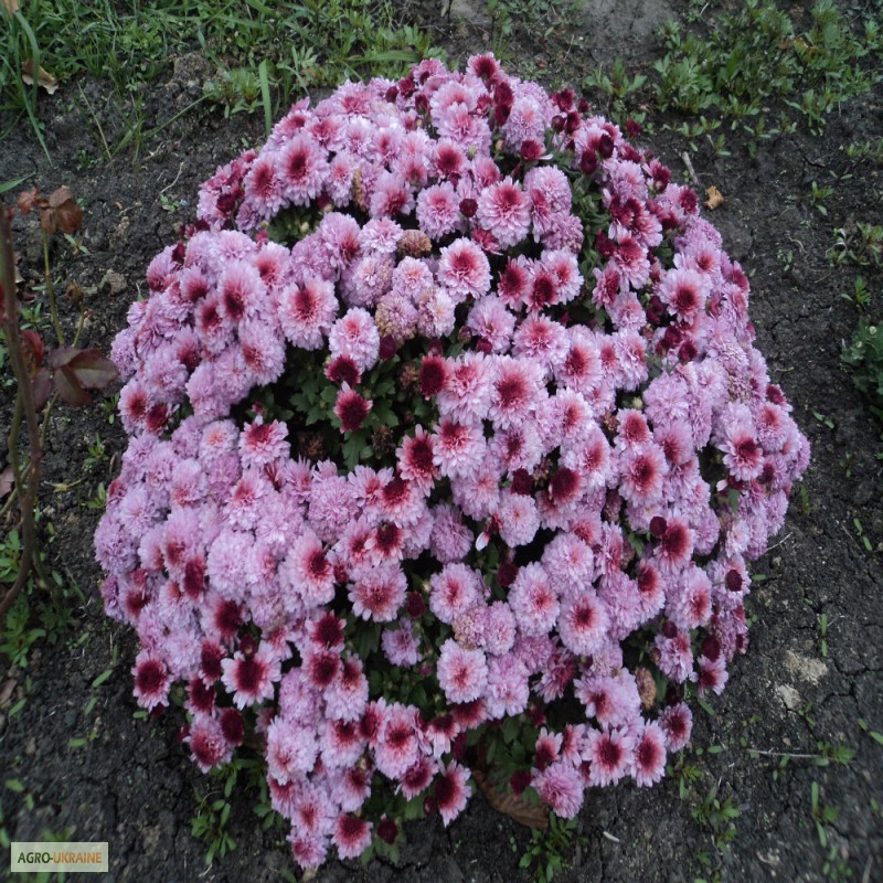 Фото 5. Срочно продам шаровидные хризантемы