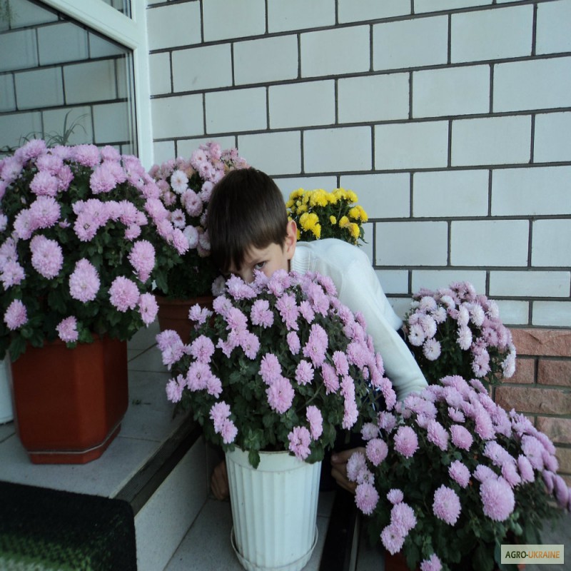 Фото 7. Срочно продам шаровидные хризантемы