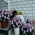 Срочно продам шаровидные хризантемы