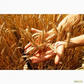 На постоянной основе закупаем Пшеницу 2-6 класс, Ячмень, Подсолнечник и нишевые культуры