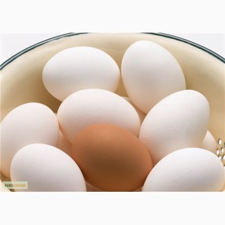 Продам фермерское и домашнее яйцо