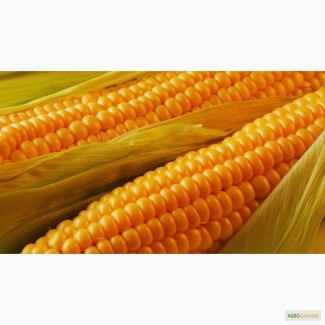 Продам Кукурузу 500 тонн