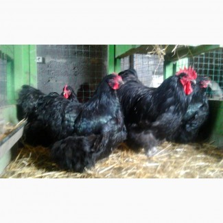 Продаю инкубационные яйца кур породы Орпингтон черный