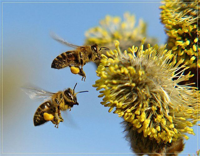 Фото 13. Пчелиная Халва