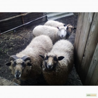 Продам 3 вівці, годованого барана та ягнят
