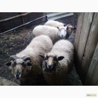 Продам 3 вівці, годованого барана та ягнят