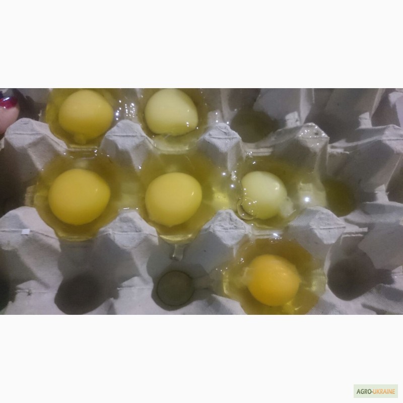 Фото 3. Заявка на яйцо ст белое 5 контейнеров в неделю