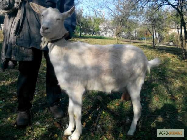 Фото 2. Продам молодых чистокровных зааненских коз