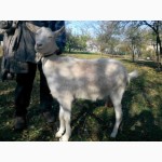 Продам молодых чистокровных зааненских коз