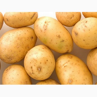 Фермерское хозяйство реализует оптом семенной картофель сорта Ривьера
