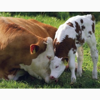 Закуповуемо велику рогату худобу (коровы, бычки, телки, телята, лошади), Дорого