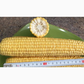 Продам високоурожайну кукурудзу ВН 6763 (ФАО 320)