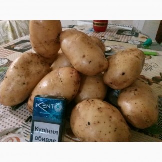 Продам картофель Гранада