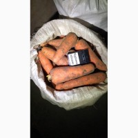 Морковка с Холодильной Камеры, 2 сорт Абако