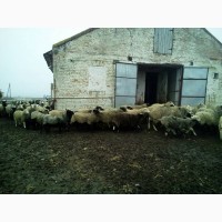 Продам барани та вівці