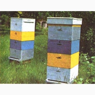 Куплю бджоли з корусними вуликами