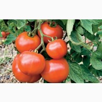 Крупным оптом помидоры помидоры