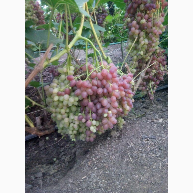Фото 2. Продам виноград с поля