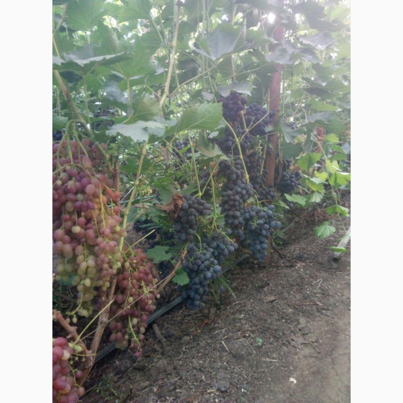 Фото 3. Продам виноград с поля