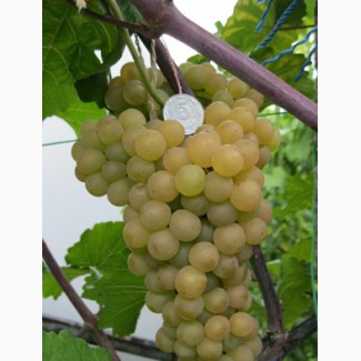 Продам виноград технических сортов