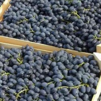 Куплю виноград Молдова
