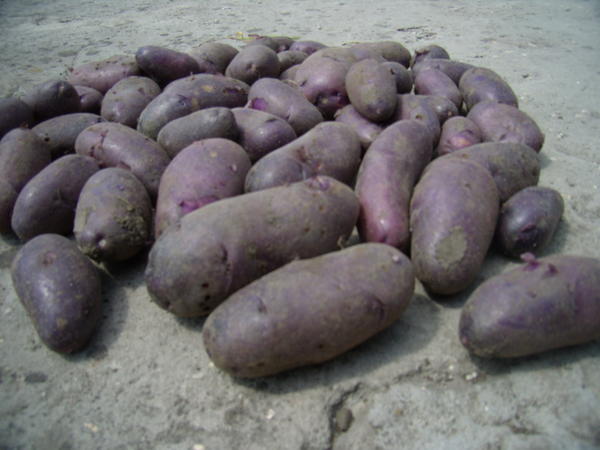 Фото 2. Куплю картошку