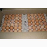 Продам яйцо куриные оптом с-1 с-2 чистые крупные свежие