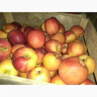 Продам яблука, сорт: голден, айдаред, флоріна, Ліза