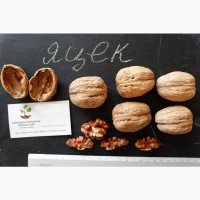 Орех грецкий Яцек семена (10 шт) для выращивания саженцев горіх насіння на саджанці