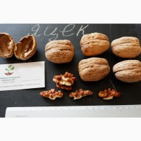 Орех грецкий Яцек семена (10 шт) для выращивания саженцев горіх насіння на саджанці