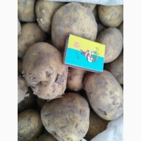 Продам картоплю велику і середню