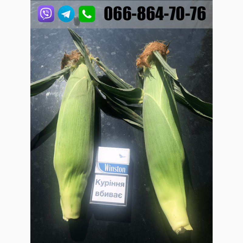 Фото 6. Продам кукурузу(кочан) c поля, цена договорная(июль 2020)