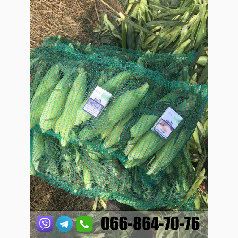 Фото 2. Продам кукурузу(кочан) c поля, цена договорная(июль 2020)