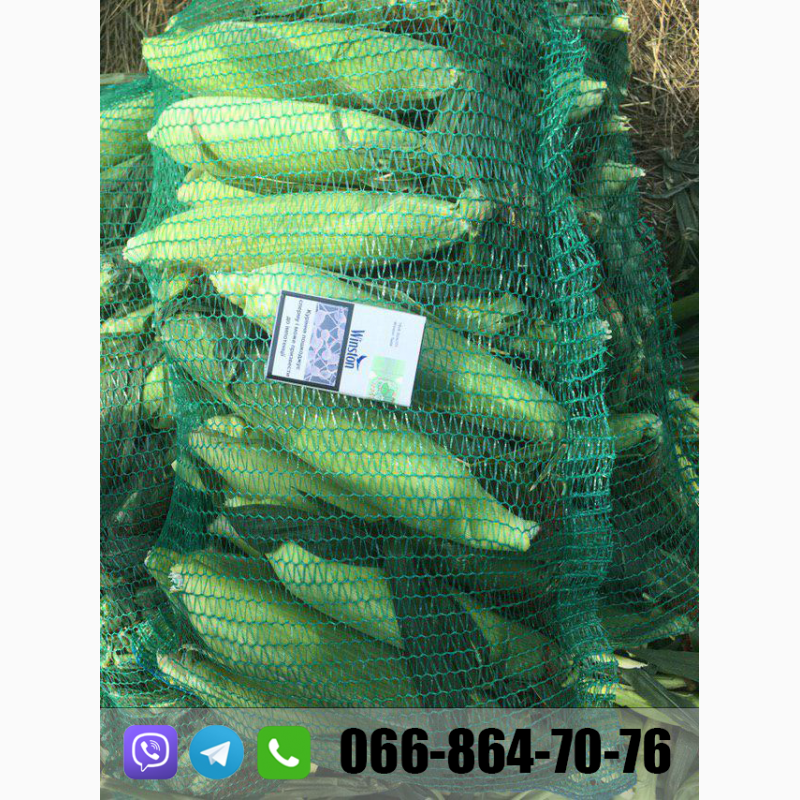 Фото 4. Продам кукурузу(кочан) c поля, цена договорная(июль 2020)
