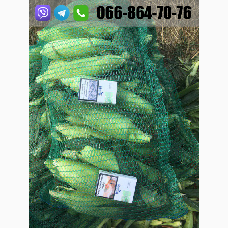 Фото 5. Продам кукурузу(кочан) c поля, цена договорная(июль 2020)