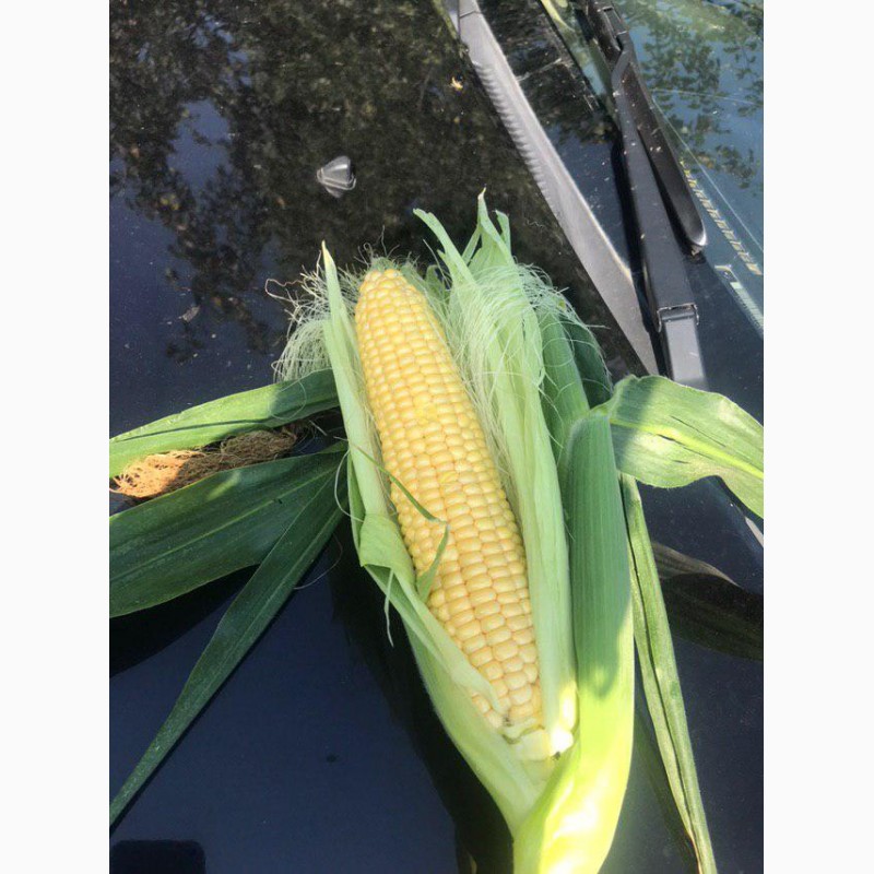 Фото 9. Продам кукурузу(кочан) c поля, цена договорная(июль 2020)