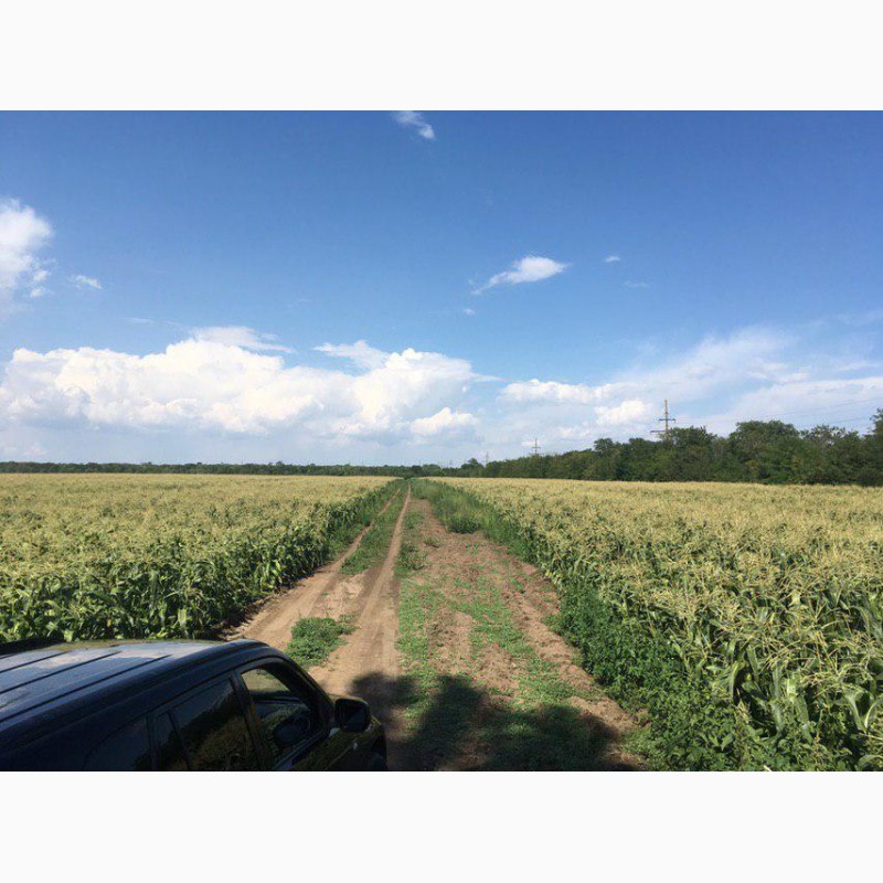Фото 10. Продам кукурузу(кочан) c поля, цена договорная(июль 2020)