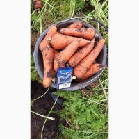 Продам морковку с поля