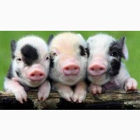 БМВД - Гровер 15% для свиней ж.в. від 30 -32кг