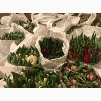 Тюльпаны Голландия. на 14 февраля и 8 марта