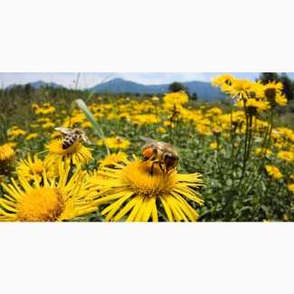 Самовивіс бджолопакети 2024 карпатка буковинка