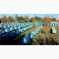 Продам бджолопакети Української степової