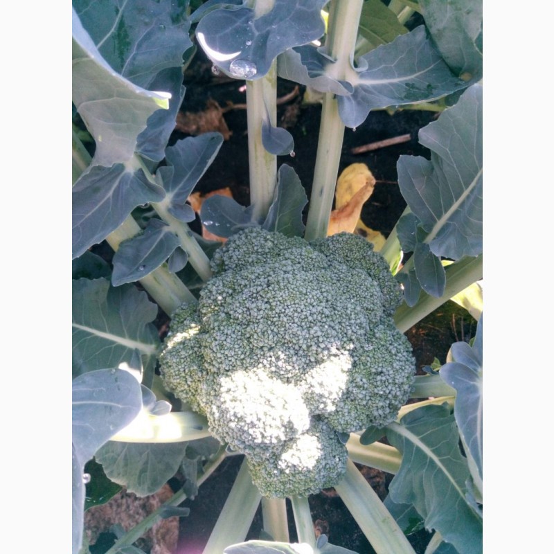 Фото 4. Продам капусту броколі (брокколи)