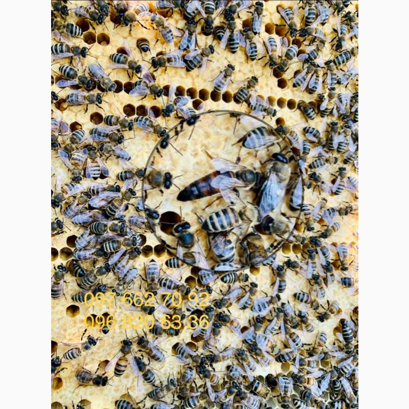 Фото 3. Бджоли, бджолопакети, бджолосімї, українська степова